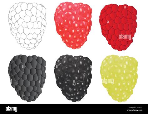 Illustration de différentes variétés de framboises