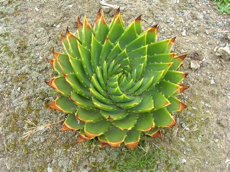 Aloe polyphylla en spirale