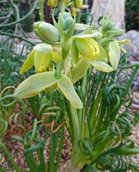 Fleurs d'Albuca spiralis