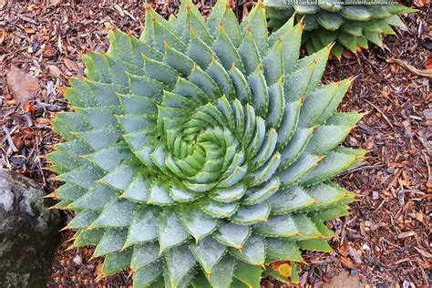Spirale parfaite d'Aloe polyphylla