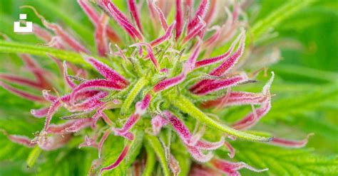 Gros plan sur un bourgeon de cannabis aux teintes violettes et orangées