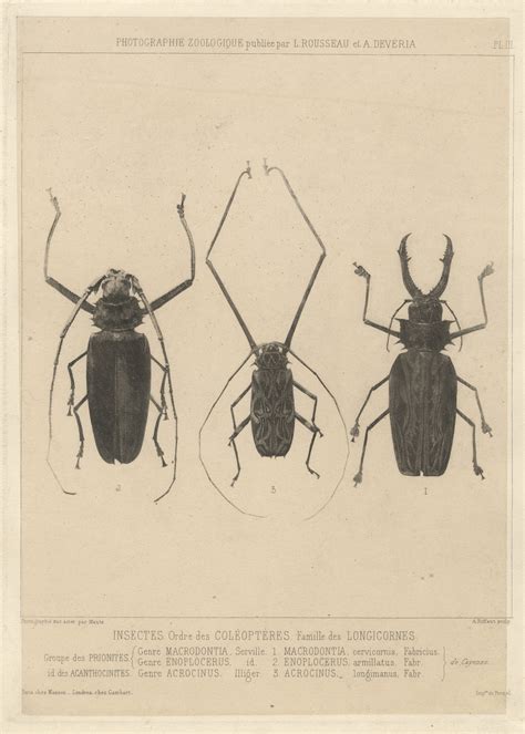 Illustration naturaliste ancienne issue des collections du Muséum