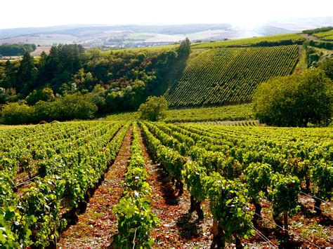 paysage de vignobles corses