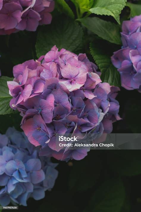 Gros plan sur des hortensias violets préservés dans une boîte