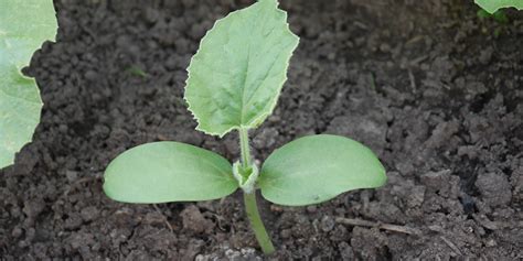 Schéma illustrant la morphologie d'un plant de melon avec ses vrilles et ses fruits