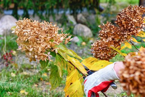 Hortensias en automne dans un jardin