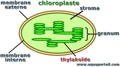 Micrographie électronique d'un chloroplaste montrant les grana et le stroma.