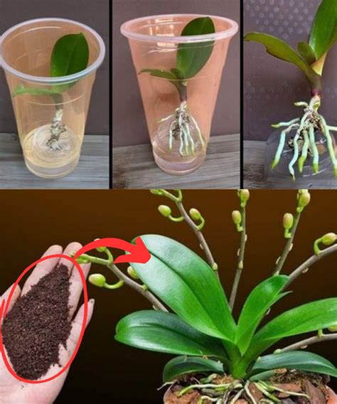 Orchidées dans un pot transparent avec des racines vertes visibles