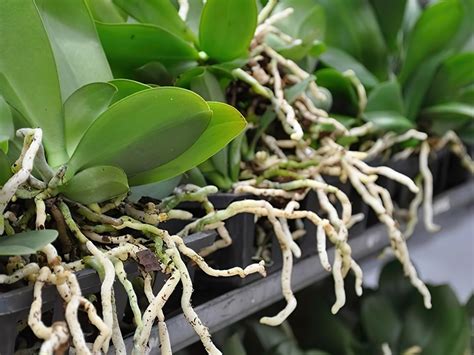 Orchidée avec des racines aériennes vertes et des feuilles saines