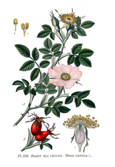 Illustration botanique de Rosa canina montrant les feuilles, les fleurs et les cynorrhodons