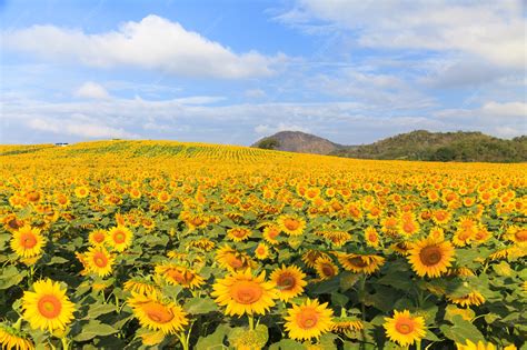Champ de tournesols sous un ciel bleu