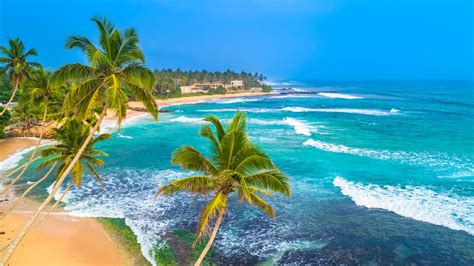 Paysage de cocoteraie au Sri Lanka