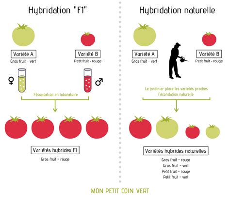Infographie comparant les techniques de sélection conventionnelle, hybridation F1 et NGT