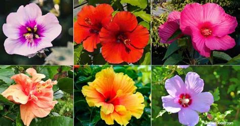 Types d'Hibiscus