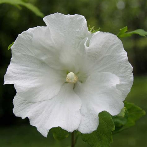 Hibiscus blanc pur