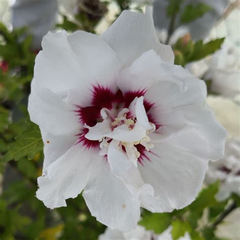 Hibiscus blanc en massifs