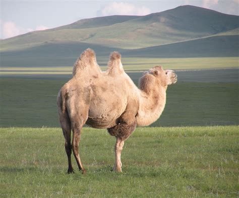 Tonte traditionnelle d'un chameau de Bactriane dans les steppes mongoles