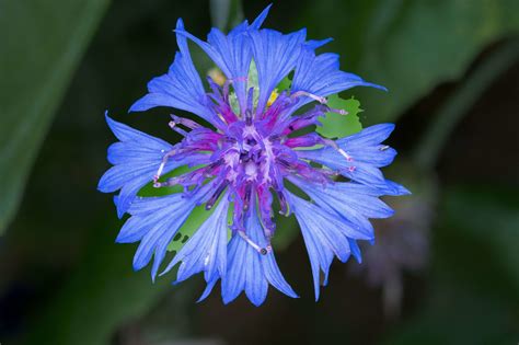 carte de répartition de Centaurea cyanus en Europe