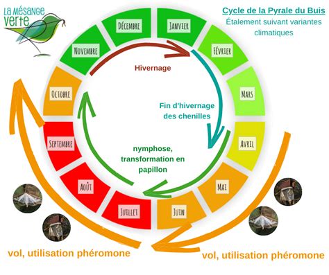 cycle de vie de la Centaurea cyanus