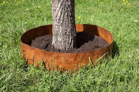 Arbre encadré par une bordure circulaire