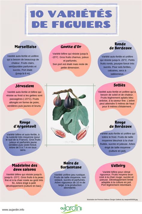 Infographie comparant les variétés de figuiers rustiques et leurs besoins en protection