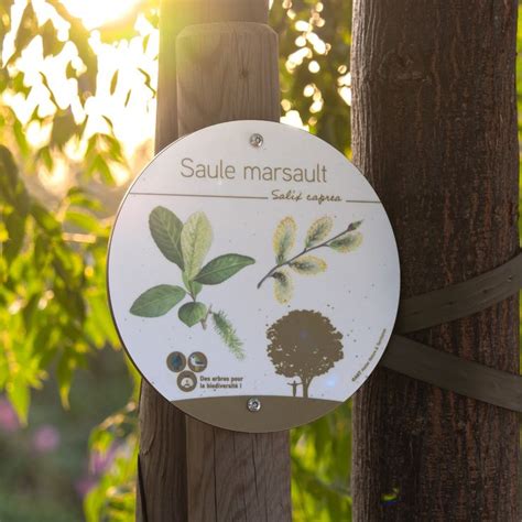 Exemple d'étiquetage botanique sur un arbre en jardin public