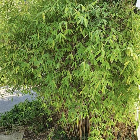 Variétés de Fargesia adaptées aux jardinières