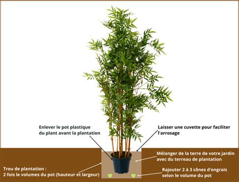 Étapes de plantation d'un bambou en jardinière