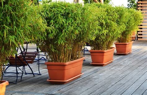 Entretien du bambou en pot