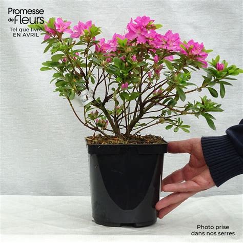 Azalée de Kiusianum en fleurs