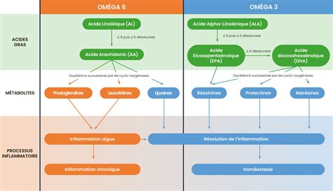 Schéma illustrant la régénération cellulaire sous l'action des oméga-3 et 6