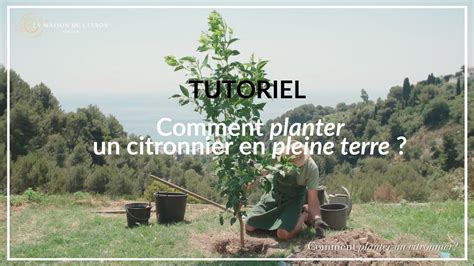 Schéma de plantation d'un citronnier en pleine terre, montrant les différentes couches de drainage et le positionnement de la motte