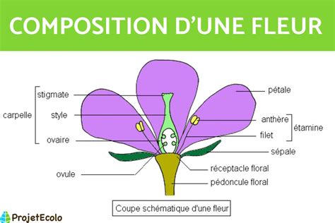 Détail d'une fleur d'hortensia