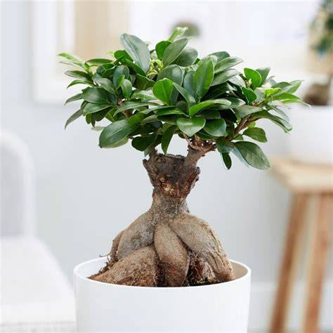 Bonsaï Ficus Ginseng