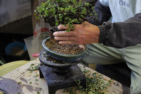 Rempotage d'un bonsaï avec taille des racines