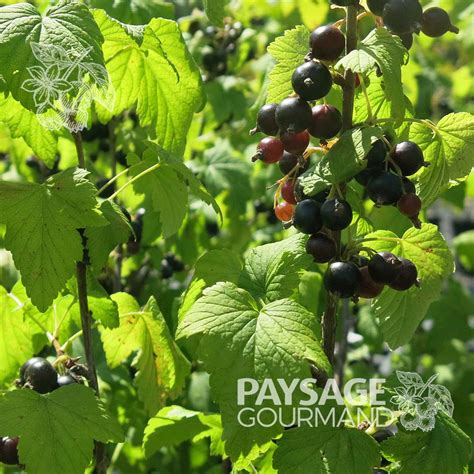 Illustration botanique d'un pied de cassissier avec ses grappes de fruits