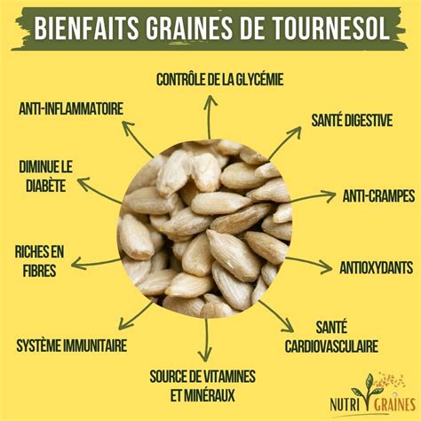 Illustration comparative des différentes tailles de graines de tournesol