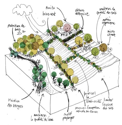 Schéma de l'agroforesterie intégrant arbres et cultures