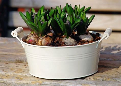 bulbes en pot