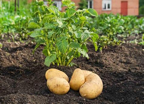 Plant de pommes de terre cultivé avec du BRF