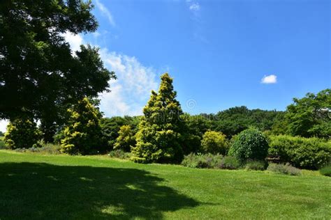 Paysage urbain verdoyant de Lille avec des arbres nouvellement plantés