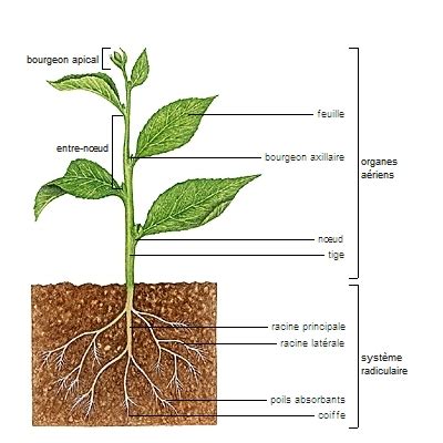 Schéma d'une plante montrant les racines, la tige et les feuilles