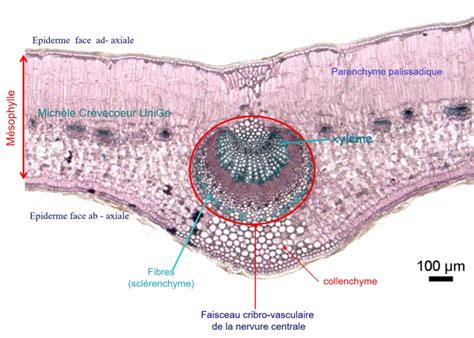 Coupe transversale d'une feuille montrant l'épiderme supérieur, le parenchyme palissadique, le parenchyme lacuneux, les faisceaux conducteurs et l'épiderme inférieur avec stomate