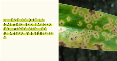 Tableau récapitulatif des symptômes foliaires (taches, décolorations) et des maladies/carences associées