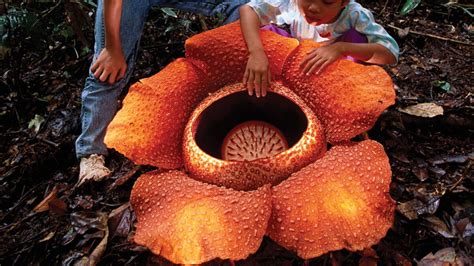 Photo de la fleur de Rafflesia arnoldii, la plus grande fleur du monde