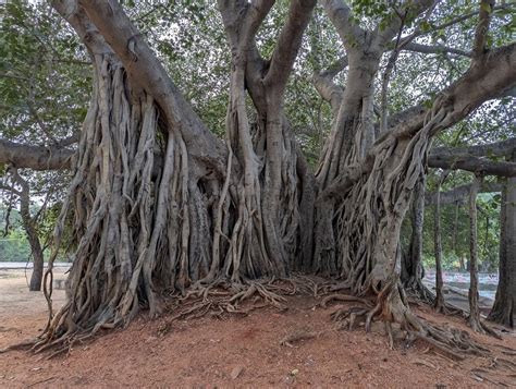 Représentation artistique d'un Ficus benghalensis avec ses racines aériennes massives