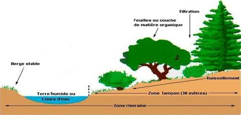 Illustration d'une zone tampon végétalisée le long d'un cours d'eau