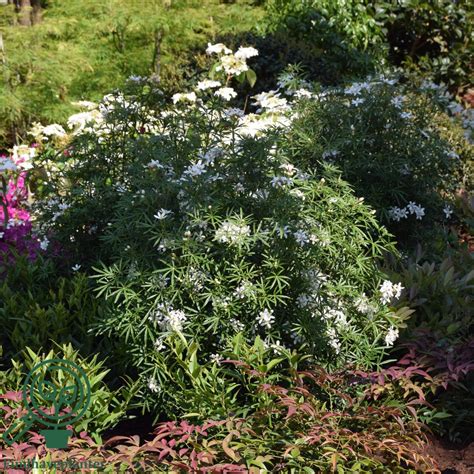 Planter un Choisya ternata