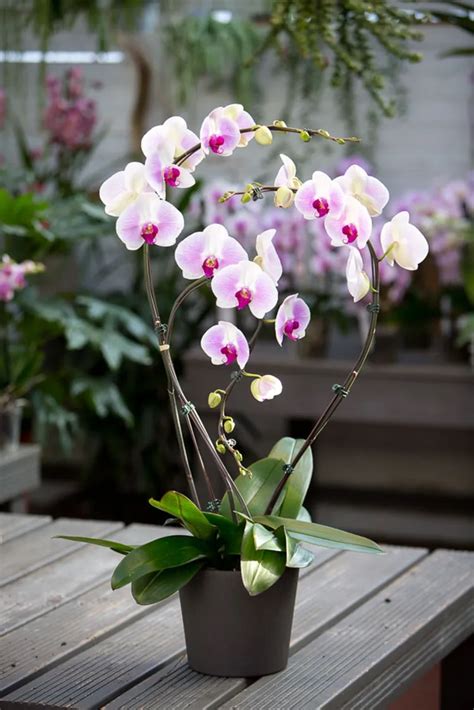 une sélection d'orchidées variées dans un magasin d'horticulture