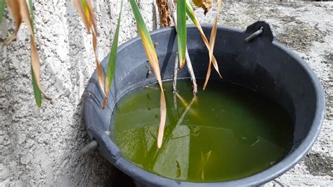 Eau stagnante dans un tuyau translucide